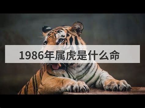 1986虎五行